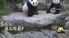 熊猫圆圆带着可爱的熊孩子一块儿享用竹笋早餐，好治愈的画面