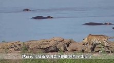 这是我见过最胆大的豹子，敢从十几条鳄鱼中抢食，结果会是怎样的