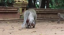 猴仔的啤酒肚有点大呀，难猴王喜欢喝啤酒