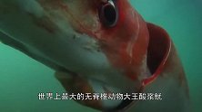 世界上最大的鱿鱼，只有450天寿命，体长能够达到20米！