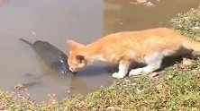 橘猫：鱼儿你别动，我就摸一下而已！