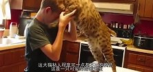 猞猁捂住主人眼睛“猜猜我是谁”被猜到后，猞猁的动作笑翻众人