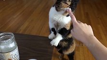 主人打开椰子油，猫咪瞬间不淡定了，迫不及待样子太逗了
