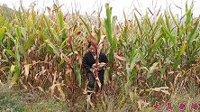 村花秋收遇小伙高价收玉米，没想钱没拿到，倒贴几个玉米