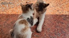 小奶猫练习也是毫不留情，把对方咬的嗷嗷叫