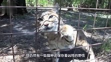 猞猁被兽夹夹住无法动弹，男子勇救后，意想不到的事情发生了