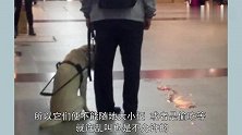 导盲犬不小心尿在过道上一脸自责，店家没骂它，反而一直安慰狗狗