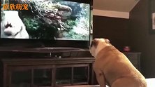 狗狗在家看科幻片，不怕恐龙居然怕黑猩猩，反应绝了！