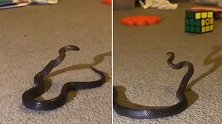 澳大利亚：一位妈妈在女儿房间发现1米长蛇，以为是鞋带