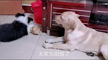 边牧独占大骨头，拉布拉多一旁干着急，主人看着过意不去