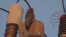 一群鸟儿在高压线上停留，当它们集体起飞时，高压线瞬间爆炸
