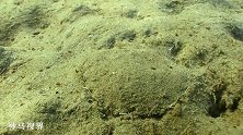 藏在泥沙中的扇贝，是如何行走的？真是眼界大开了