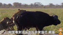 牛王，第一集，狮群追捕牛群，眼看追杀，它停了下来挡住狮群