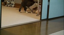 猫咪：主人我好无聊呀，你陪我玩会吧，我把最心爱的玩具送你