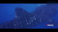 两女一男深潜大海100米，竟然调戏鲨鱼与海龟