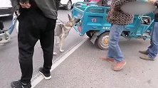 狗市：狼青500块被卖掉，抱着主人的腿祈求，最终还是进笼！