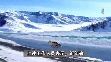 喀纳斯网红狐狸死亡和投喂有关？拍摄者怀疑其肾衰竭，景区回应