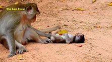猴子玩的好开心，妈妈没打它，小伙伴陪它玩游戏，生活本该这样