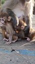 助人为乐的猴妈，尽职尽责帮助别人照顾猴宝宝  猴子