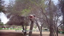 鸵鸟对自行车手穷追不舍，车手猛踩脚踏，镜头记录过程