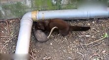 在外头发现一只黄鼠狼正在抓老鼠