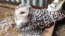 猫头鹰正在孵蛋，主人非要看一下，猫头鹰：你行那你孵吧！