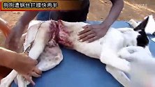 狗狗遭钢丝拦腰快两半