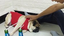 巴哥犬不胜酒力，喝点啤酒就“睡死”了，结局笑死人不偿命