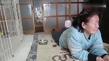 狗狗真懂礼貌，敲门主人没听见就用喊，得到同意后才进屋