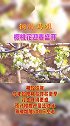 铜川的樱桃花开了！