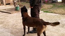 农村大哥训犬，调试做工作犬的马犬太惊险，工作犬的价值更感人！