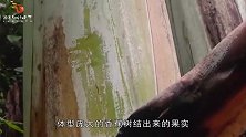 世界上“最大”的香蕉树：树高能达到20米，果实竟有手臂那么粗
