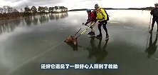 驼鹿不小心掉入冰窟窿中，女子冒险砸冰相救，镜头记录全过程