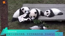 熊猫中出现棕色熊猫，享受贵族般的待遇，你知道为什么吗？