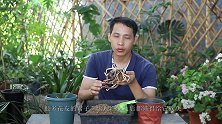 君子兰砍头后不长芽，关键还是在这里！