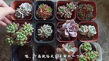 中苗多肉套餐来了，10棵搭配很漂亮，你喜欢吗？