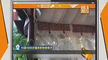 姑娘向往田园生活，花1千5爆改农村老房，低成本打造出梦幻仙境