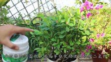 养花使用磷酸二氢钾，“掐准”时机使用，效果翻几倍
