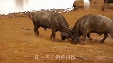 800斤野牛为争王位，殊死搏斗生死不论，镜头记录激战全过程