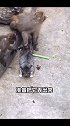 猫咪滞留动物园遭猴子撕咬，动物园回应：放进去捉老鼠，准备放出来。
