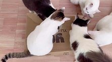 九只猫咪看到纸皮箱开心得要哭了，三分钟拆完一个纸皮箱