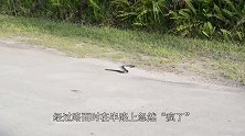 一条蛇在路上忽然发狂，扭成一团打滚，让人百思不解