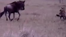 鬣狗捕食能力太猛了，被它逮到的猎物难逃一劫！