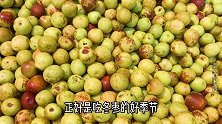 买冬枣时，买大个的还是小个的？教你6个挑选窍门，个个香甜脆口