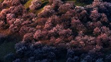 一定要在山顶等到日落，暖色柔软的夕阳光影下，春风十里。花开伊犁 新疆万亩原始野生杏花争相开放