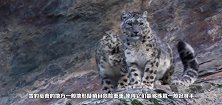 一只雪豹行走在一座悬崖峭壁，突然踩空落崖，镜头记录全过程
