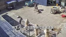 大狗暴起咬向主人脖子，咬伤胸口胳膊：养了10年，再给次机会