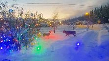 加拿大一只驯鹿“傻傻分不清楚” 一头将圣诞鹿摆设撞翻在地