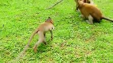 猴子藏起来吃东西，聪明的孩子