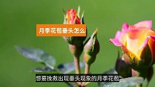 月季花苞垂头怎么补救